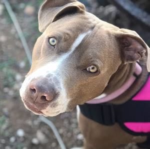 Meet your Posher, Shelley